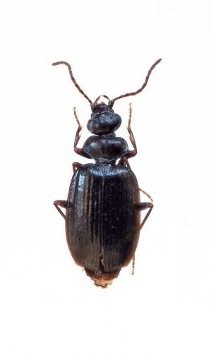 Réf. 200 467 : Pentagonica sp.